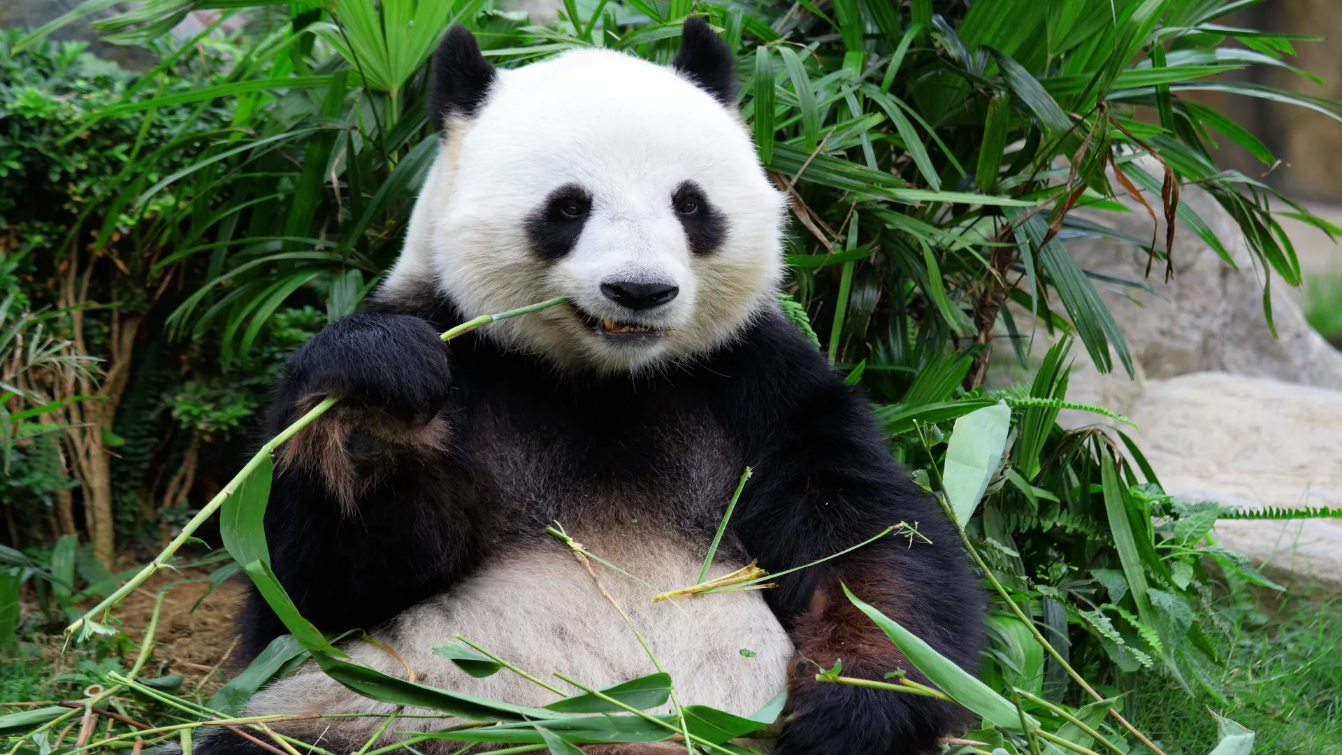 Panda Kingdom Sichuan tour
