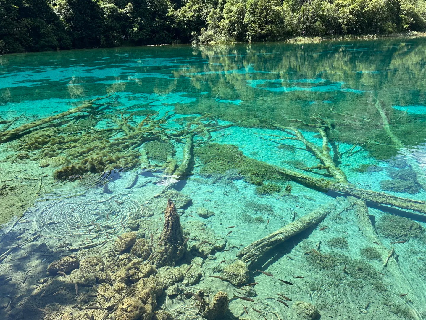 Jiuzhaigou turquoise lakes
